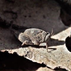 Tetrigidae (family) (Pygmy grasshopper) at Aranda Bushland - 1 Sep 2021 by CathB