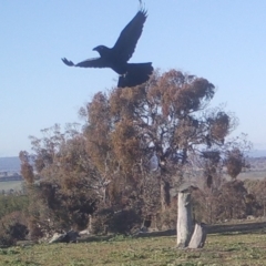 Corvus coronoides (Australian Raven) at Gundaroo, NSW - 5 May 2020 by Gunyijan