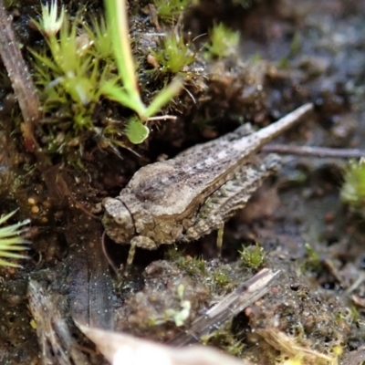 Tetrigidae (family) (Pygmy grasshopper) at Mount Painter - 2 Sep 2021 by CathB