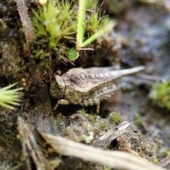 Tetrigidae (family) at Cook, ACT - 2 Sep 2021