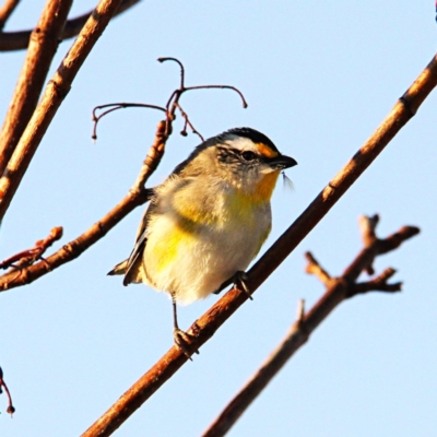 Pardalotus striatus (Striated Pardalote) at Throsby, ACT - 2 Sep 2021 by davobj
