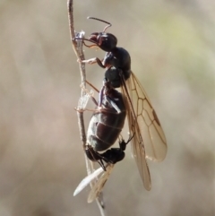 Iridomyrmex purpureus (Meat Ant) at Cook, ACT - 1 Sep 2021 by CathB