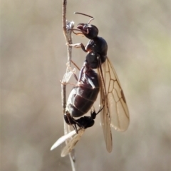 Iridomyrmex purpureus at Cook, ACT - 1 Sep 2021