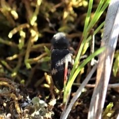 Pseudaeolus sp. (genus) (A click beetle) at Cook, ACT - 2 Sep 2021 by CathB