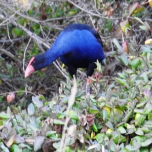 Porphyrio melanotus at Kambah, ACT - 2 Sep 2021