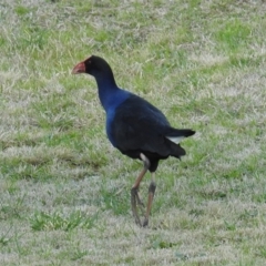 Porphyrio melanotus at Kambah, ACT - 2 Sep 2021