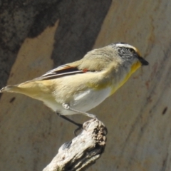 Pardalotus striatus (Striated Pardalote) at Kambah, ACT - 2 Sep 2021 by HelenCross