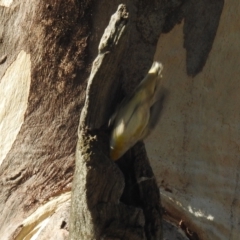 Pardalotus striatus at Kambah, ACT - 3 Sep 2021