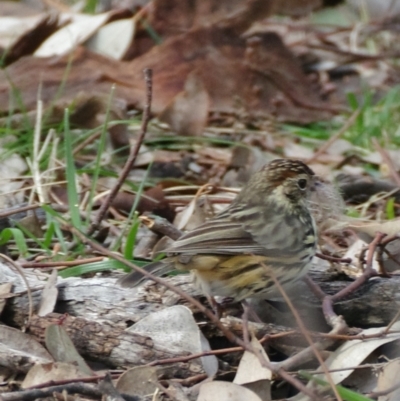 Pyrrholaemus sagittatus (Speckled Warbler) at Deakin, ACT - 30 Aug 2021 by ebristow