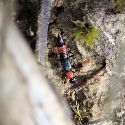 Paederus sp. (genus) (Whiplash rove beetle) at Aranda Bushland - 3 Sep 2021 by CathB