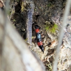 Paederus sp. (genus) at Holt, ACT - 3 Sep 2021