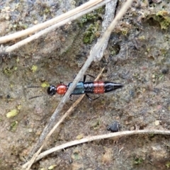 Paederus sp. (genus) at Holt, ACT - 3 Sep 2021