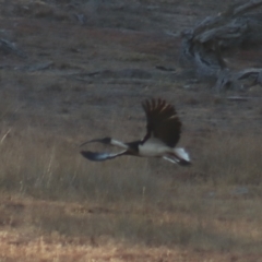 Threskiornis spinicollis (Straw-necked Ibis) at Gundaroo, NSW - 21 Jan 2019 by Gunyijan