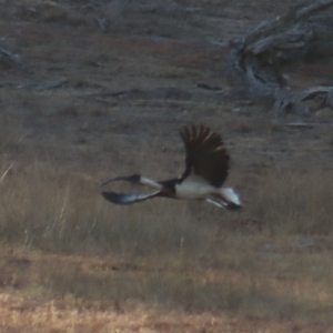 Threskiornis spinicollis at Gundaroo, NSW - 21 Jan 2019