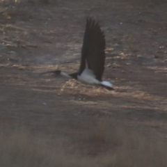 Threskiornis spinicollis at Gundaroo, NSW - 21 Jan 2019