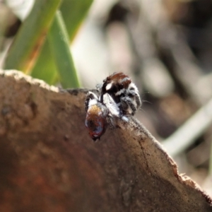 Maratus calcitrans at Aranda, ACT - 3 Sep 2021