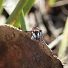 Maratus calcitrans at Aranda, ACT - suppressed