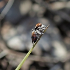 Maratus calcitrans at Aranda, ACT - suppressed