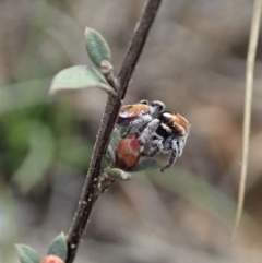 Maratus calcitrans at Aranda, ACT - suppressed