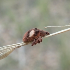 Gonipterus pulverulentus (Eucalyptus weevil) at Holt, ACT - 25 Aug 2021 by CathB