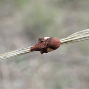 Gonipterus pulverulentus at Holt, ACT - 25 Aug 2021