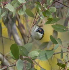 Melithreptus lunatus (White-naped Honeyeater) at Majura, ACT - 31 Aug 2021 by trevsci