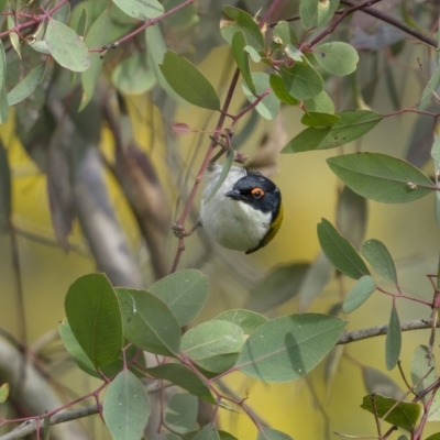 Melithreptus lunatus (White-naped Honeyeater) at Majura, ACT - 31 Aug 2021 by trevsci