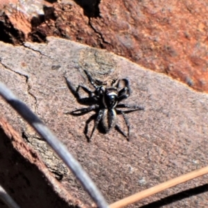 Jotus auripes at Aranda, ACT - 3 Jul 2021 01:33 PM