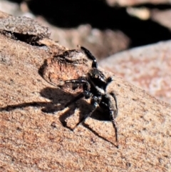 Jotus auripes at Aranda, ACT - 3 Jul 2021 01:33 PM