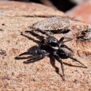 Jotus auripes at Aranda, ACT - 3 Jul 2021 01:33 PM