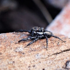 Jotus auripes at Aranda, ACT - 3 Jul 2021 01:33 PM