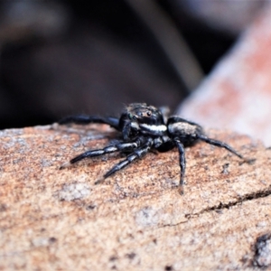 Jotus auripes at Aranda, ACT - 3 Jul 2021 01:33 PM