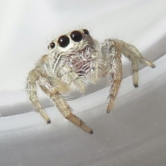 Opisthoncus sp. (genus) (Unidentified Opisthoncus jumping spider) at Narrabundah, ACT - 3 Sep 2021 by RobParnell