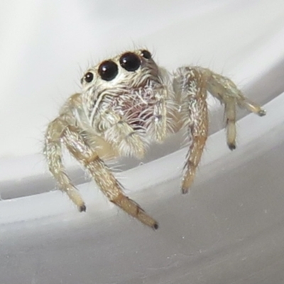 Opisthoncus sp. (genus) (Unidentified Opisthoncus jumping spider) at Narrabundah, ACT - 3 Sep 2021 by RobParnell