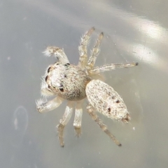 Opisthoncus sp. (genus) at Narrabundah, ACT - 3 Sep 2021