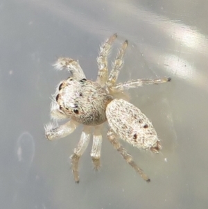 Opisthoncus sp. (genus) at Narrabundah, ACT - 3 Sep 2021