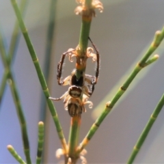 Opisthoncus abnormis at Cook, ACT - 2 Mar 2021 by Tammy