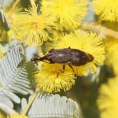 Stomorhina discolor (Snout fly) at Cook, ACT - 7 Aug 2021 by Tammy