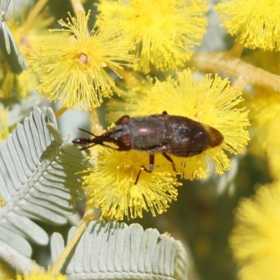 Stomorhina discolor (Snout fly) at Cook, ACT - 7 Aug 2021 by Tammy