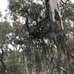 Amyema miquelii (Box Mistletoe) at Deakin, ACT - 30 Aug 2021 by Tapirlord