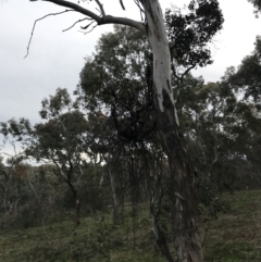 Amyema miquelii at Deakin, ACT - 30 Aug 2021