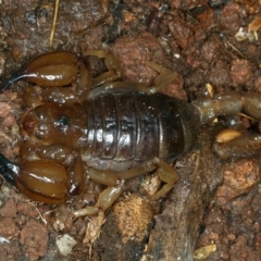 Urodacus manicatus (Black Rock Scorpion) at Mount Ainslie - 30 Aug 2021 by jb2602