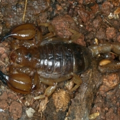 Urodacus manicatus (Black Rock Scorpion) at Majura, ACT - 30 Aug 2021 by jb2602