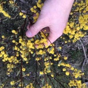 Acacia buxifolia subsp. buxifolia at Red Hill, ACT - 30 Aug 2021 04:36 PM