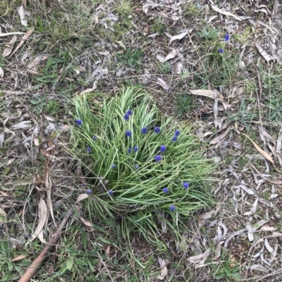 Muscari armeniacum (Grape Hyacinth) at Red Hill, ACT - 30 Aug 2021 by Tapirlord