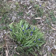 Muscari armeniacum at Red Hill, ACT - 30 Aug 2021