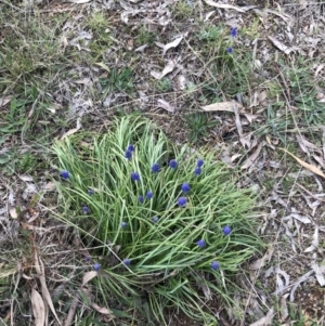 Muscari armeniacum at Red Hill, ACT - 30 Aug 2021