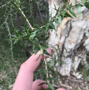 Melaleuca styphelioides at Deakin, ACT - 30 Aug 2021 04:33 PM