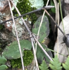 Grona varians (Slender Tick-Trefoil) at Deakin, ACT - 30 Aug 2021 by Tapirlord