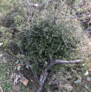 Olea europaea subsp. cuspidata at Deakin, ACT - 30 Aug 2021